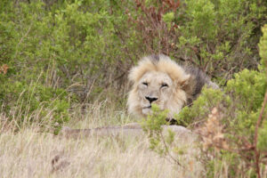 0F7C5093-DC90-4A12-B268-94D56EE1B83A_1_105_c