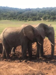 122537291_135711431615162_3932169912986805007_n