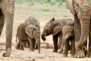 23FD0318-B677-4B0D-B4D6-D6F3C413D292_1_105_c