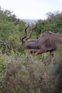 3AC47416-DE0D-4A3C-97BD-F505FDB1DAF6_1_105_c