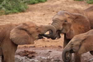 54603583-776E-4B08-80C9-0AECE3E28330_1_105_c