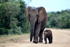 7F5D9795-D806-467B-B633-48FBD6D843DD_1_105_c