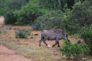 B07D904E-5D81-44BB-896B-572E28147AF6_1_105_c