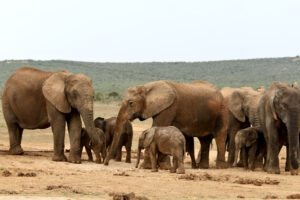 B0F027E2-9EE1-4074-AADD-8913588AF42E_1_105_c