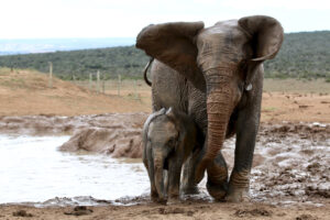 D3D636E1-E929-492B-BAD9-FF7AEE52D11D_1_105_c