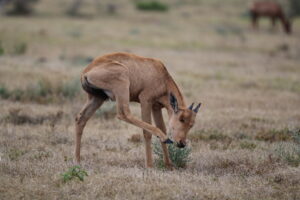 F0D9CB82-4640-45F4-BC54-1395A1C17A0F_1_105_c