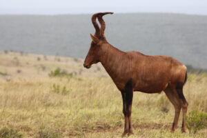 FD6FE6BB-CAC8-4D3D-886D-9C2FEED298DF_1_105_c