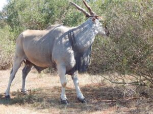 eland1